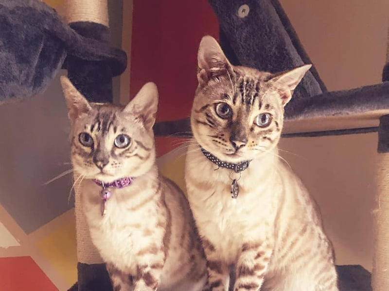 Richard Langenfelds sent in this photo of this two Bengal cats, Lulu and Alf.