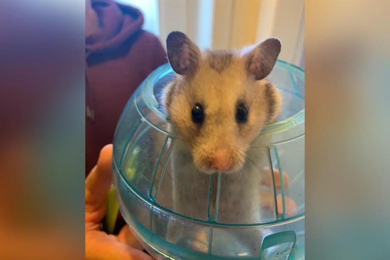 Lynsey Ward sent in this photo of Squidge, her Syrian hamster.