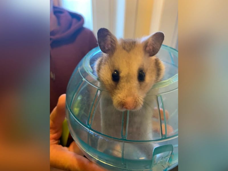 Lynsey Ward sent in this photo of Squidge, her Syrian hamster.