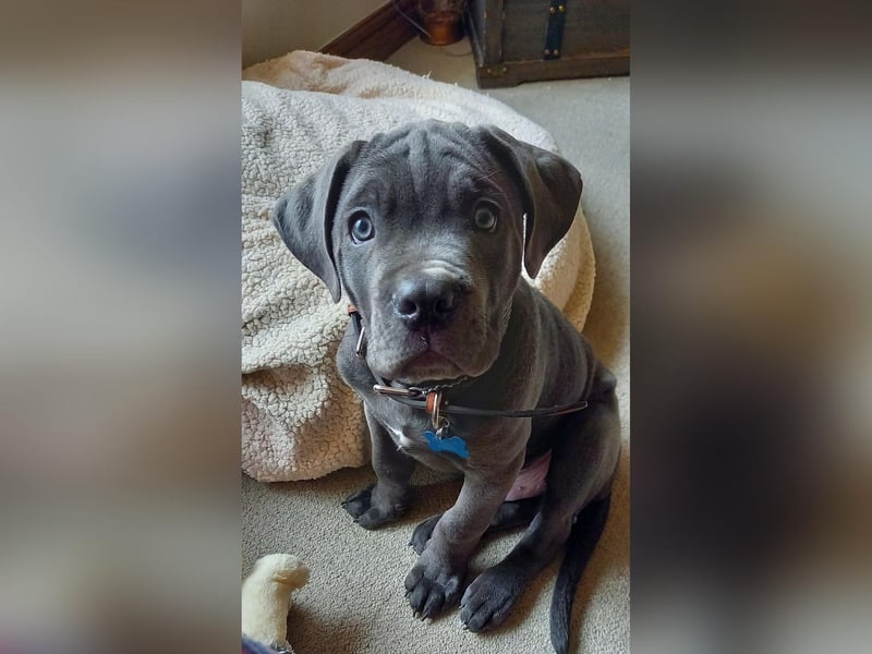 Andrew Quinn sent in this photo of 13 week old Cassius.