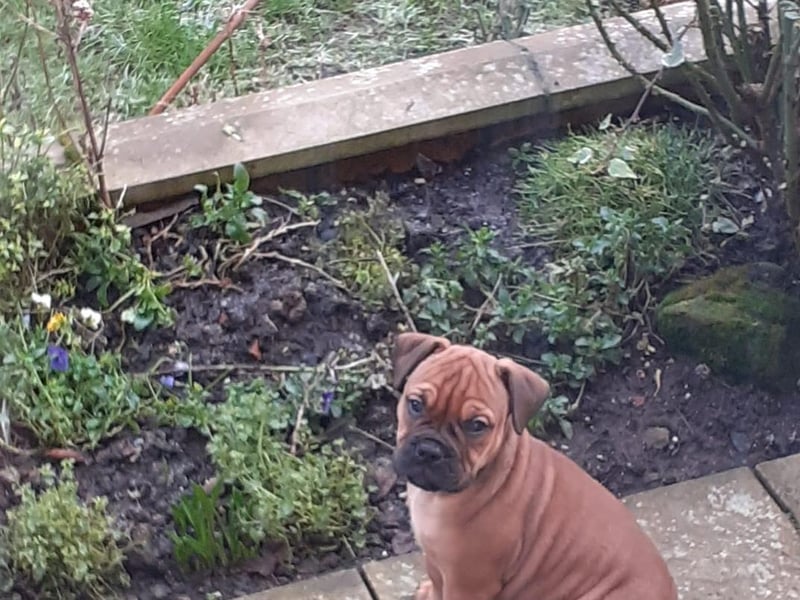 Ron Gardener sent in this photo of his new pup, Ozzy.