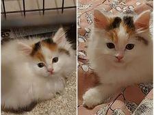Nicola Blades-Eroglu adopted Mimi at 8weeks old, from the RSPCA.
