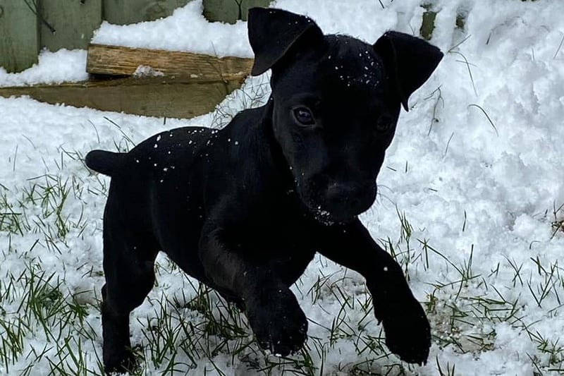 Victoria Murray-Walker sent in this photo of Charlie, her 13 week old Patterdale enjoying the snow.