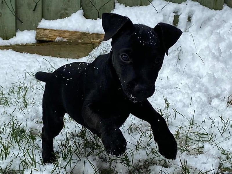 Victoria Murray-Walker sent in this photo of Charlie, her 13 week old Patterdale enjoying the snow.