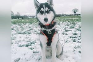 This is Laura Robinson's 6 month old Husky, Niah.