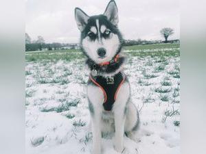 This is Laura Robinson's 6 month old Husky, Niah.