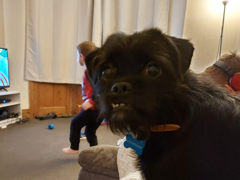 Milo is 10 months old, sent in by Kristy Symonds.