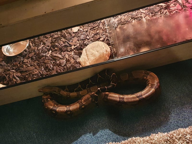 Sarah Louise Buckingham sent in this photo of her snake Midnight.