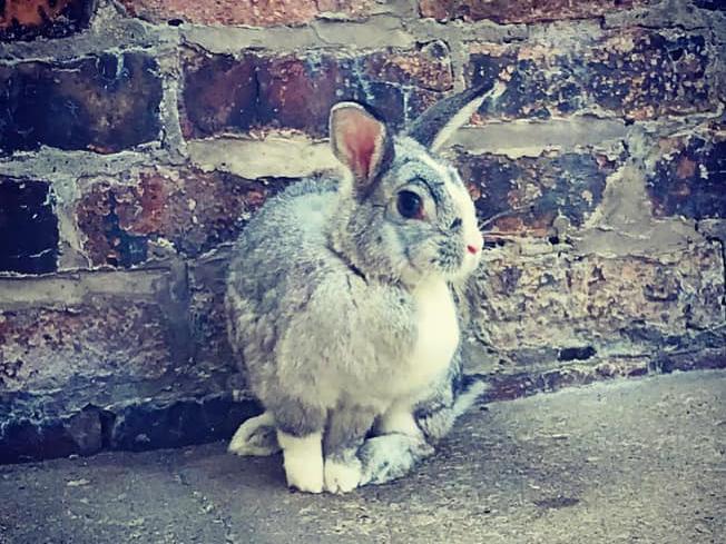 This is Boo the bunny, sent in by Sophie Gabrielle.