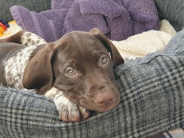 This is Sarah Jeffreys' dog Mazikeen.