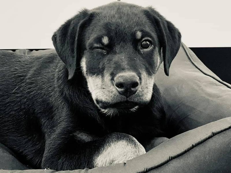 Deborah Gill sent in this photo of her pooch, Wizard.
