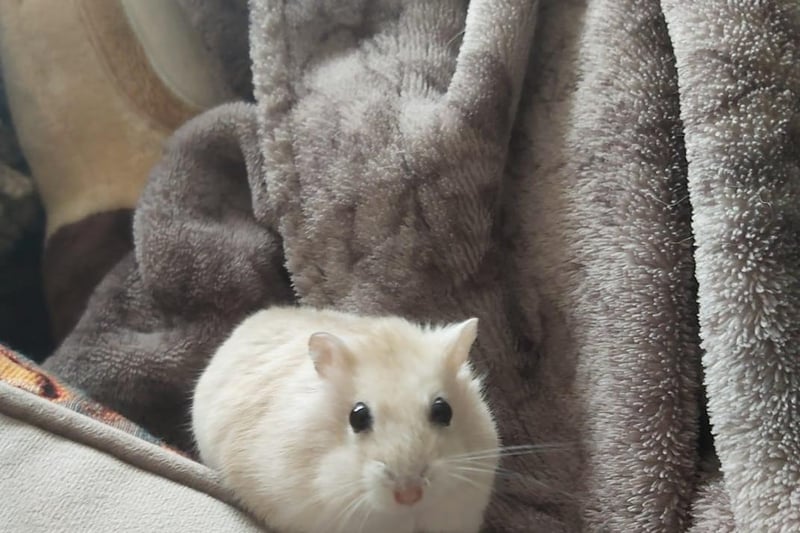 Sarah Carey sent in this photo of her hamster, Evie.