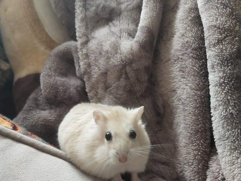 Sarah Carey sent in this photo of her hamster, Evie.