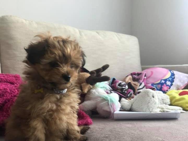 Sharon Nicholls sent us this photo of her dog, Cookie.