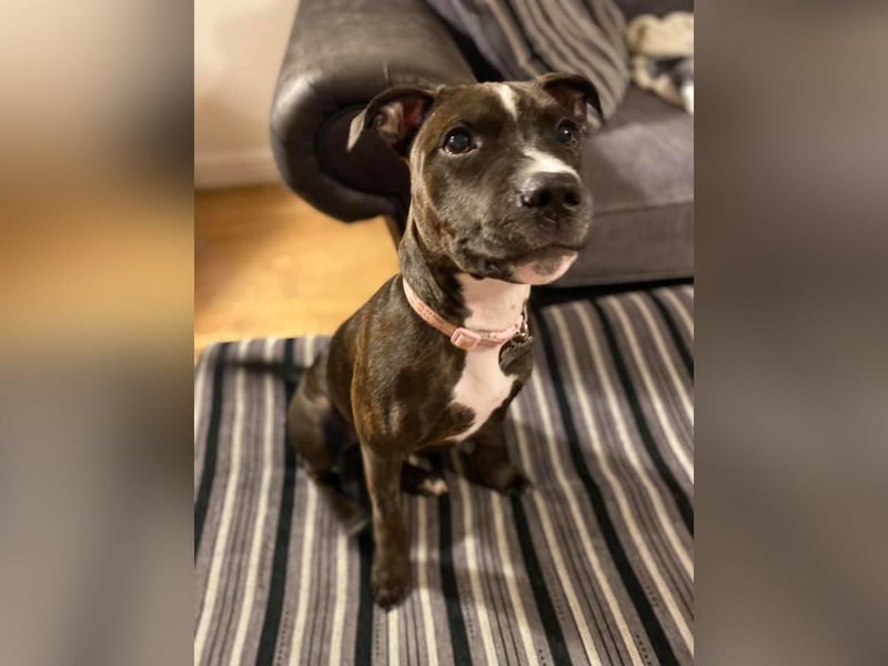 This is Winnie, sent in by Kerry Eastwood.