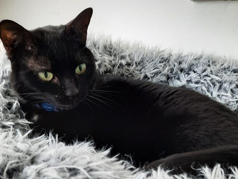Debbie Thompson rescued Binks the cat.