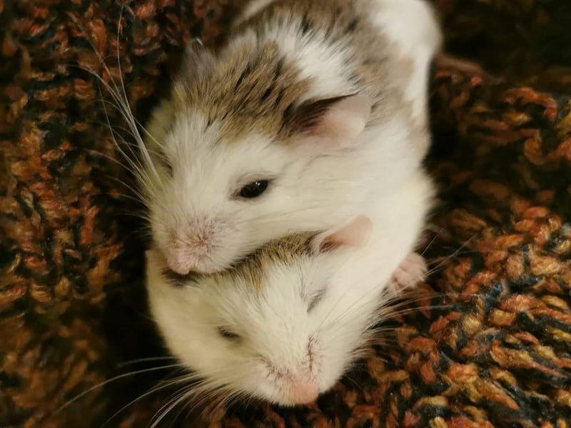 Flash and Harry, sent in by Chris Hirstle.