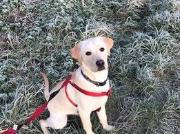 Katherine Steel sent in this photo of Tyson.