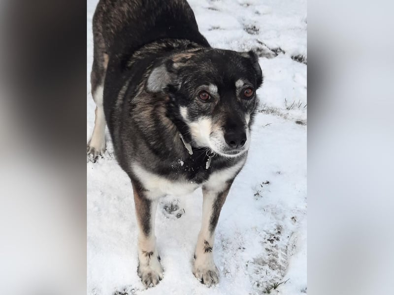 Lady was rescued from Romania by Debbie Thompson.