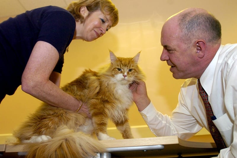June 2004 and My Pets Stop in Morley held acting auditions for cats. Pictured is Harvey with owner Anne Waite and Wayne Docksey.