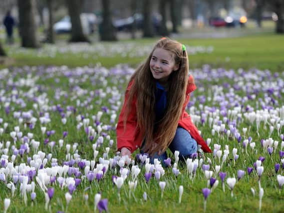Admiring the crocuses as they bloom on the Stray.