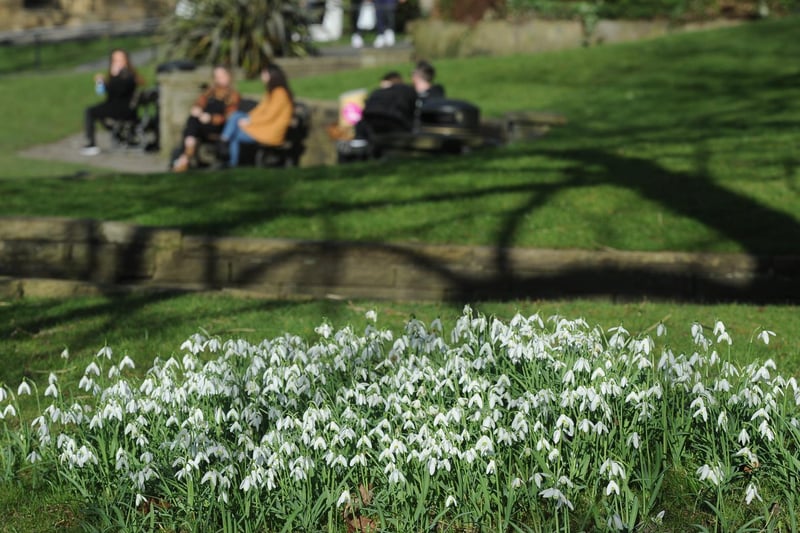 Snowdrops are also starting to bloom on the Stray and on green areas around the district.