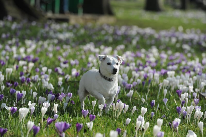 A dog plays in the flowers.