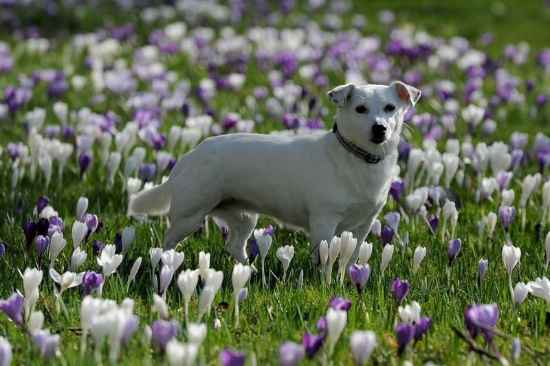 A dog plays in the flowers.