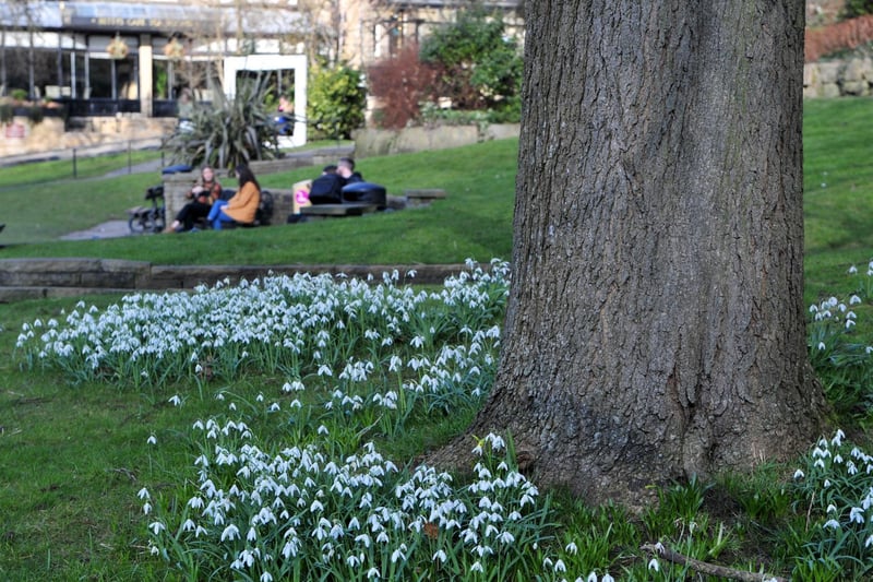 Snowdrops and crocuses are brightening the town.