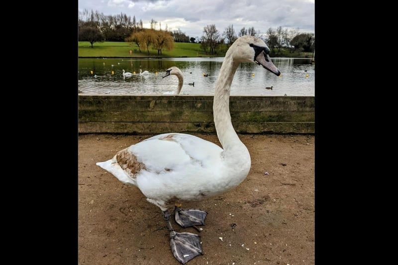 And Julia made friends with a confident swan during a trip to Hemsworth Water Park.