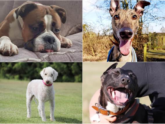 Dogs Trust in Leeds has a number of dogs up for adoption this March (photos: Dogs Trust Leeds)