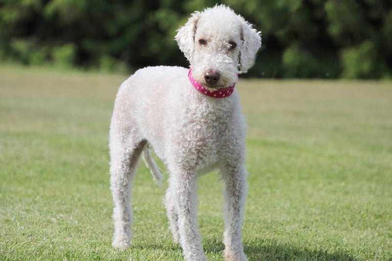Holly is a four-year-old Bedlington Terrier who builds a strong bond with her human friends over time. She needs time and space initially to build confidence in her environment, but once she knows you well she is a very giddy and playful girl. She really enjoys playing with toys and loves it when you join in. Sadly she has a skin condition which had previously left her in a lot of pain. This led to her being very uncomfortable when handled. The condition is now under control, but she still needs a 'gently-gently' approach to fuss and handling. She will use her body language to let you know if she's not happy and prefers for you to leave her alone. She doesn't want to share her home with any other pets and will need very patient owners. A good passion for dog training will be needed as she is doing really well with the training plan our team have put together and she must stick to this in her home. Due to her occasional worries around handling she cannot live with children and needs an adult only home in a hou