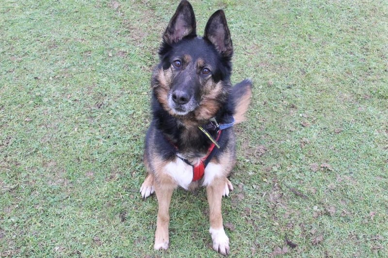 Lady is a six-years-old German shepherd dog and has been through a lot in her life time - she has one part of one of her feet missing due to an old injury. As a result she will need very understanding owners who will give her time and space to come out of her shell as she can get very worried and become unsure of what to do in certain situations. Lady likes to have someone around to play with and loves her toys, almost obsessively, and likes to play fetch with her human friends. She gets worried by other dogs and will bark if they get too close to her, meaning she won't be able to share her home with any other pets. Lady is making good progress with her training and enjoys learning new things so she will need this to continue in her new home. She will need her owners around all the time initially as she doesn't like to be left alone and she cannot live with children so needs an adult only home in a low dog populated area. She really enjoys her walks but will need to be walked in quiet areas away from other do