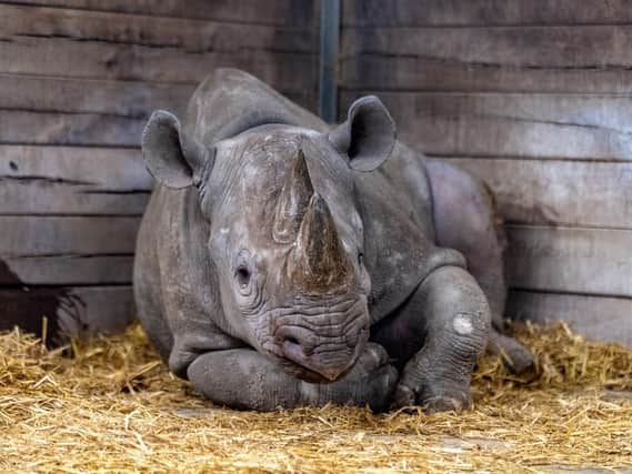 Black rhino Chanua is travelling 7,000 miles to join a breeding programme in Tanzania