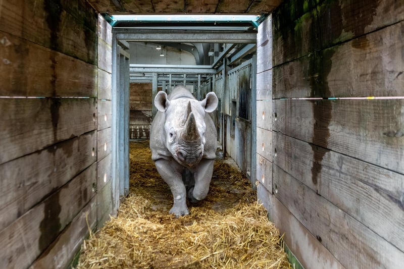 Chanua is the second Flamingo Land rhino to head to Africa in recent years