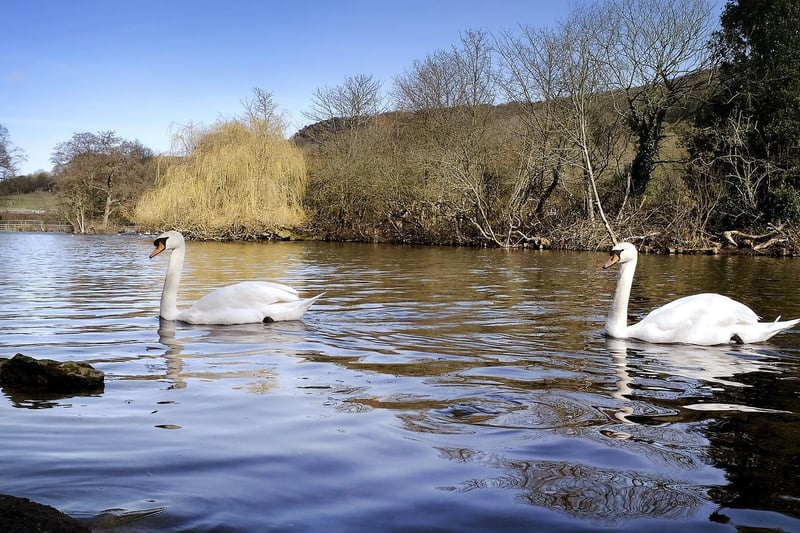 Two swans on The Mere in Scarborough.