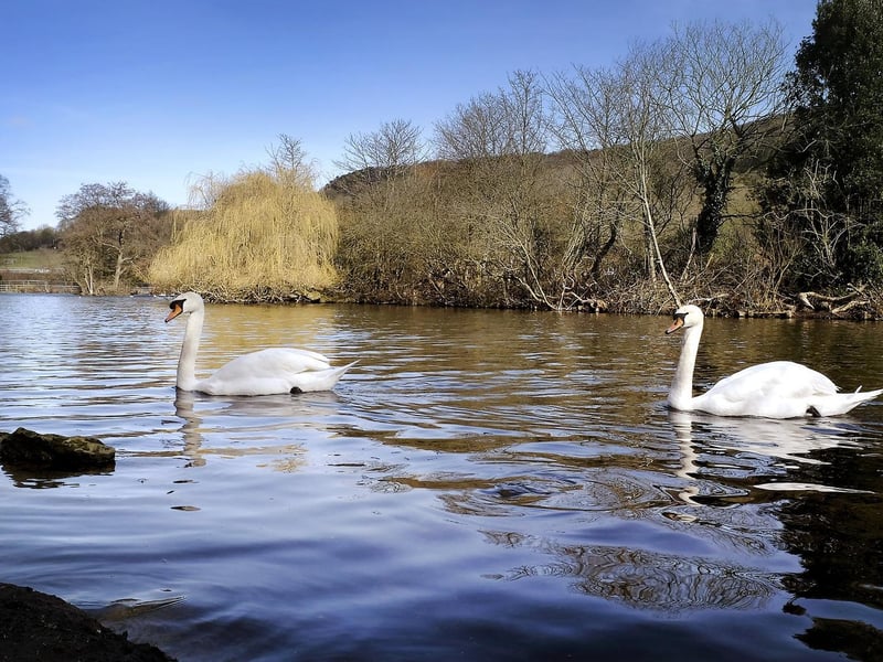 Two swans on The Mere in Scarborough.