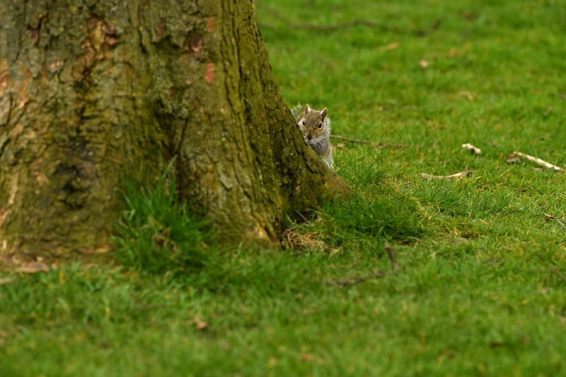 Secret squirrel at Moor Park