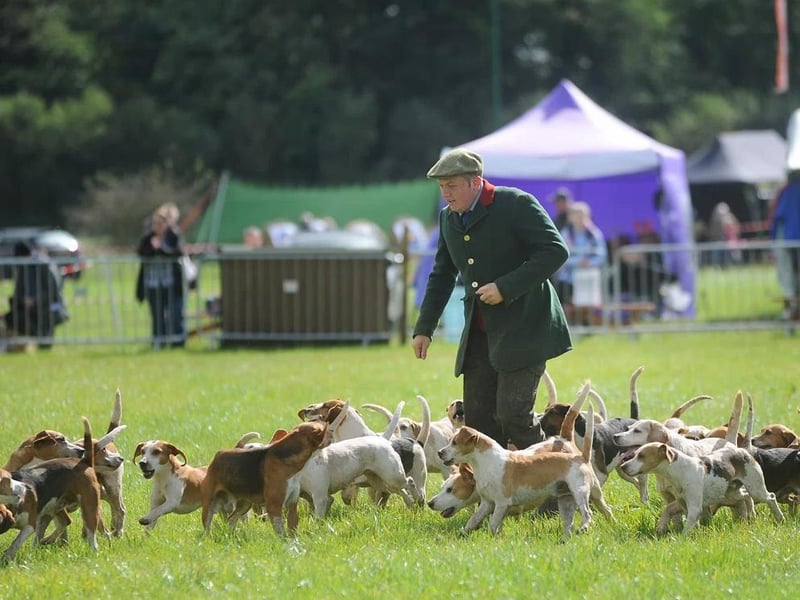 Lancashire' Game and Country Festival Attractions will include hound and gundog displays, clay pigeon shooting, ferret and terrier racing and fishing. Sat 11 and Sun 12 September 2021