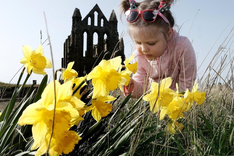 Olivia looks at the spring daffodils during her visit.
