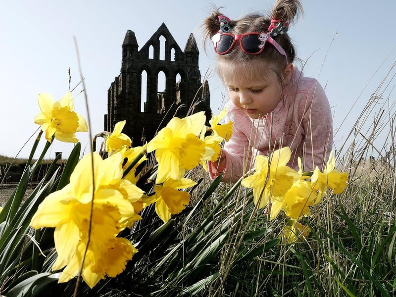 Olivia looks at the spring daffodils during her visit.
