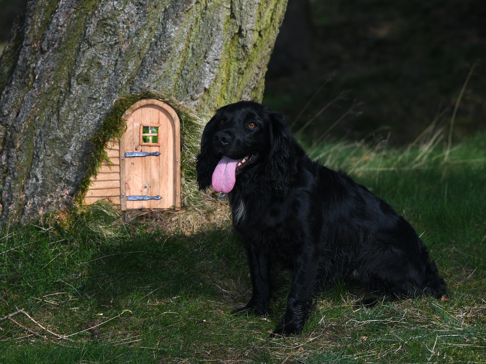 Fairy doors and windows have been implemented on trees at The Hutts Himalayan Gardens near Ripon