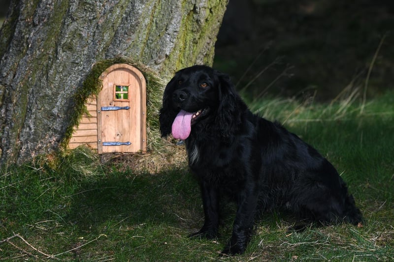 Family dog Denby pictured with one of the tiny fairy doors at The Hutts, near Grewelthorpe