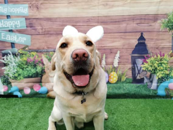 Dogs from Barkley & Co are dressed up for Easter.