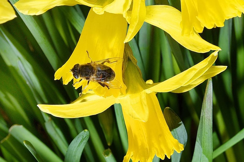 I spotted a bee on bright yellow daffodils, during a walk through Mesnes Park, Wigan.