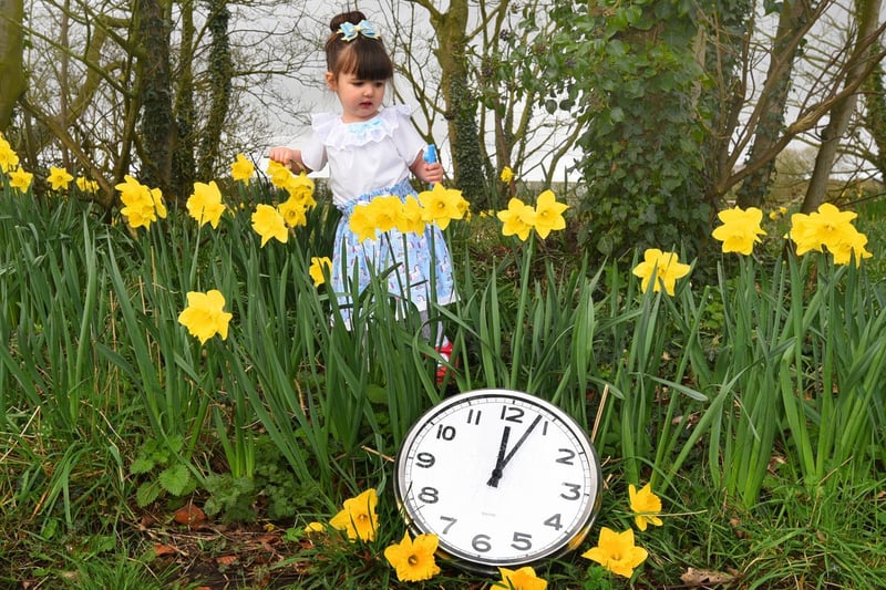 Gracie Harrison, two, enjoys a walk among the daffodils which sprang to life in March, to remind you clocks go forward an hour this Saturday, daylight saving time 2021.