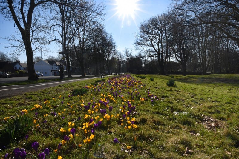 1st March and the first of my Mindful March project photos, as a carpet of flowers begin to pop through the soil at Marylebone Park, Off Wigan Lane, Wigan.