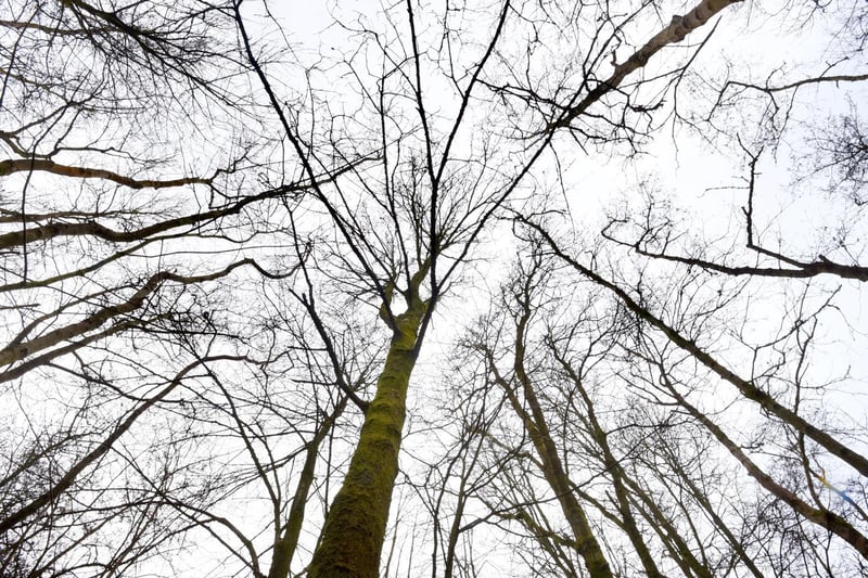 MINDFUL MARCH - DAY FOUR 
A short woodland walk on a cold, still day, made me look up at the silent trees, like arteries and nature's veins - Borsdane Woods, Hindley.