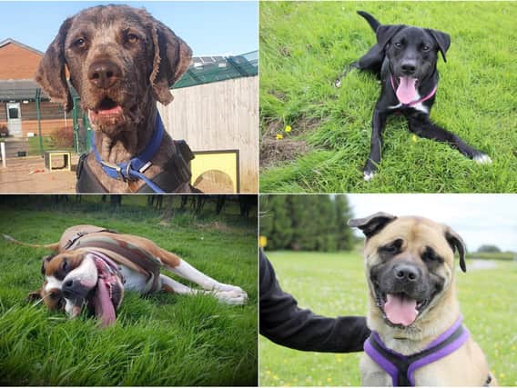 Can you give one of the pooches at Dogs Trust Leeds a forever home?