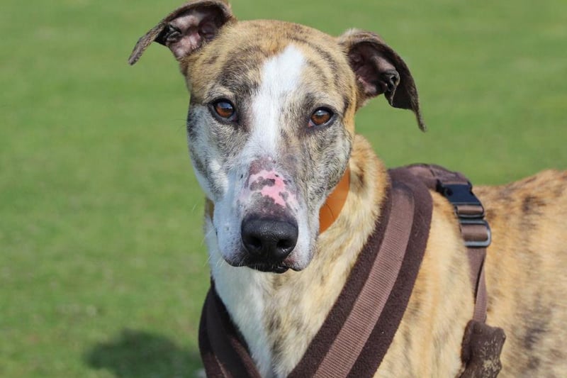Tweed is a four-year-old lurcher. The team at Dogs Trust do not have very much information about him but think he would be best suited to an adult only home, or home with teens aged 16 or over. Tweed will eat almost anything but can be a little eager with his treats. Having not had the best start in life, he came to the Dogs Trust centre in very poor condition, but despite this he is sweet natured and enjoys being fussed over. Tweed had to have his tail removed due to damage done in the past but is still a happy boy who enjoys snuggling up in a comfy duvet. He is looking for an understanding owner to help him with all aspects of training - especially house training as it is likely he has been kept outside all his life. With a secure garden a must, Tweed is indifferent around other dogs and happy to keep at distance. He will walk with other dogs but would prefer not to share his home with other pets. Tweed is ready for his new home now.